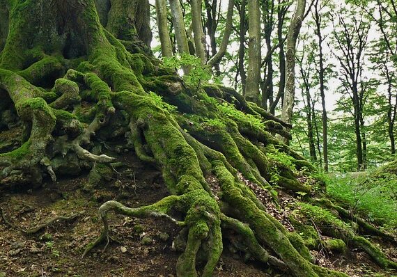 Tree Roots